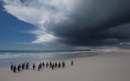 penguins on a lonesome beach - beach, sea, bird, clouds