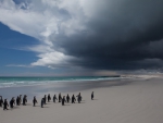 penguins on a lonesome beach