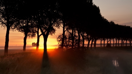 trees in wetlands at sunset - wetlands, sunset, grass, trees