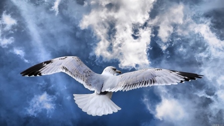 majestic flying seagull hdr - bird, hdr, flying, clouds