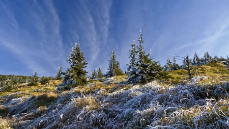 frosty grass and trees on a hillside - frost, hillside, grass, tree