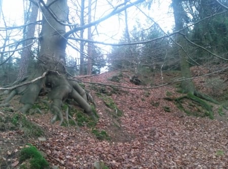 Tree - tree, autumn, forest, trees