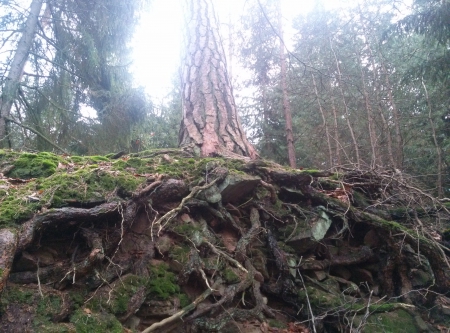 tree - hill, root, tree, forest