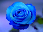 Blue Rose