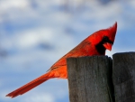 Red Cardinal!