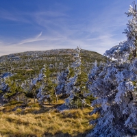 frost covered evergreens on a hillside