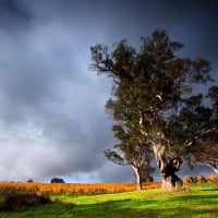 vineyard under stormy skyies