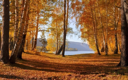 *** Autumn in forest *** - fall, forest, trees, nature, autumn