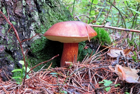 *** Forest harvest *** - nature, harvest, forest, mushrom