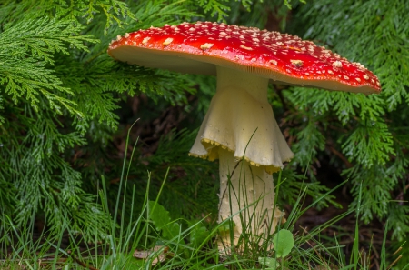 *** Red and beautiful *** - nature, harvest, forest, red, muschrom