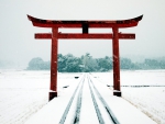 Torii of Shrine