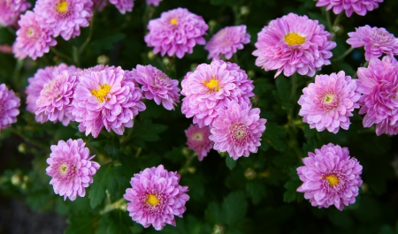 Morning Flowers - nature, flowers, pink, soft