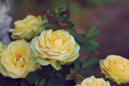 Flowers - flowers, yellow, nature, soft