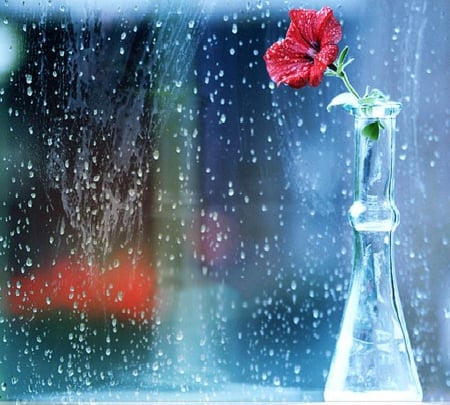 raindrops - flowers, photography, rain, drops, beauty