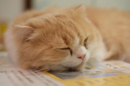 Cat - pretty, cat face, sleepy, paws, kitten, cats, face, sleeping, hat, beautiful, beauty, lovely, sweet, cat, cute, animals, kitty