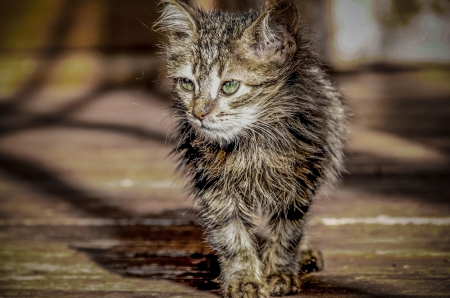 Survive... - pretty, cat face, sleepy, paws, kitten, cats, face, sleeping, hat, beautiful, beauty, lovely, sweet, cat, cute, animals, kitty