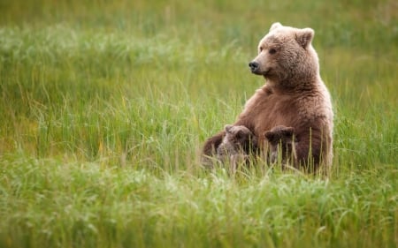 Bear - grass, animal, hug, Bear