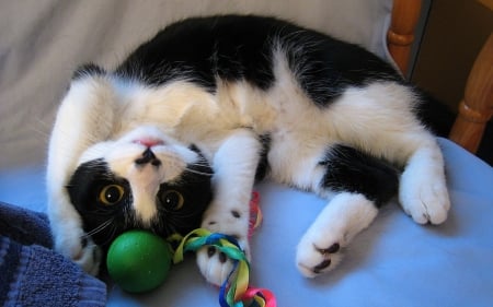 Cuteness - blue, toy, cat, black, white, animal, kitten, green, cute