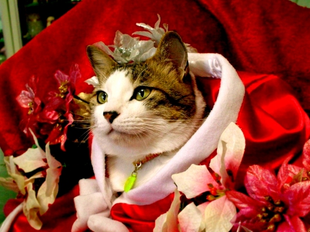 SANTA's PET - costume, pet, cat, christmas