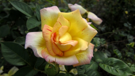 Beautiful rose - lovely, rose, flower, beautiful