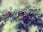 Pine cones