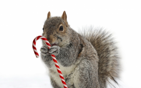 Squirrel - white, red, animal, squirrel, cute, candy, christmas