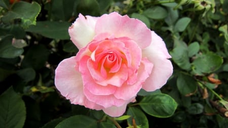 Pretty rose - pretty, rose, flower, soft