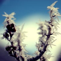 Frost on branch