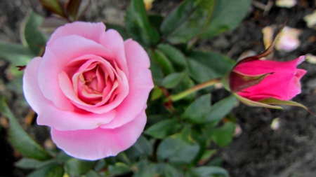 Pink rose - rose, pink, soft, beautiful