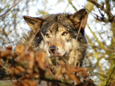 Mighty Wolf - wilderness, trees, predator, wildlife