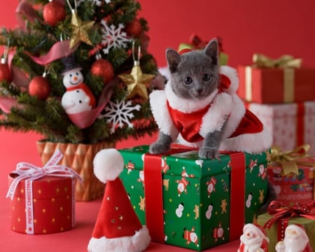 Kitty Dress Up - santa, animals, kittens, cats, christmas