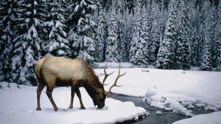 Elk in the Snow! - elk, animal, winter, nature, snow