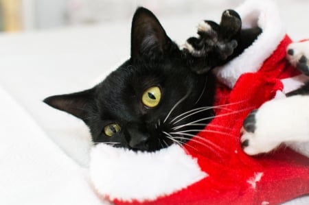 Christmas cat - pretty, cat face, sleepy, paws, kitten, cats, face, sleeping, hat, beautiful, beauty, lovely, sweet, cat, cute, animals, kitty