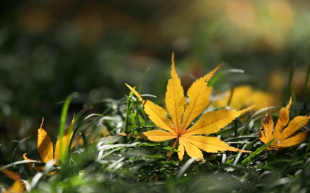 *** Autumn *** - fall, autun, nature, leave