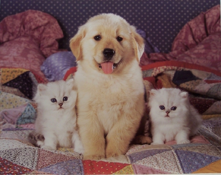 Cute Friends - animals, cute, friends, puppie, kittens