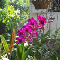 Orchids