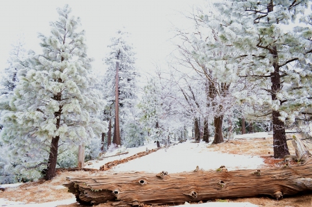 *** Beautiful winter *** - snow, trees, winter, nature