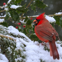 Cardinal at Christmas