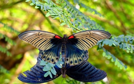 Butterfly - animal, insect, wings, butterfly