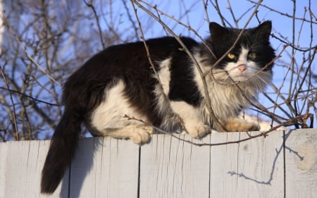 Cat - sleepy, cute, beautiful, cat, sleeping, kitty, cats, hat, cat face, paws, face, animals, pretty, beauty, sweet, kitten, lovely