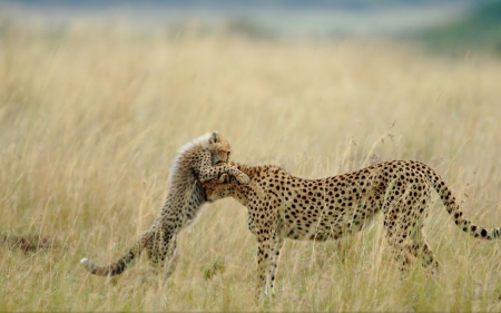 Cheetah - cheetah, run, animal, jungle