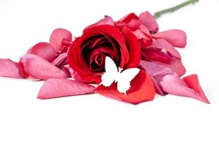 * Tenderness * - butterfly, soft, delicate, petals, tenderness, rose, red rose