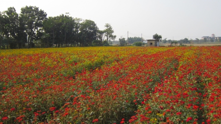 cosmos flower fields - fields, rural, red, flower, cosmos