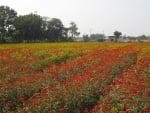 cosmos flower fields