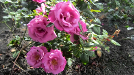 Pink rose - pretty, pink, beautiful, rose, garden