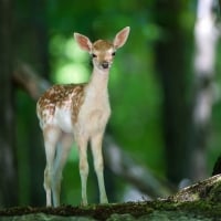 Young Deer