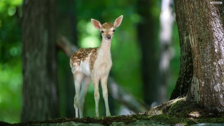 Young Deer - animals, people, deer, nature, other