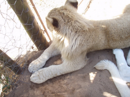 Lion - cats, animals, lions, lion