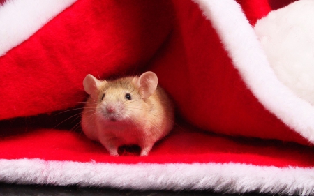 Santa's Helper :) - red, hamster, animal, cute, rodent, christmas, santa claus, white, hat, mouse