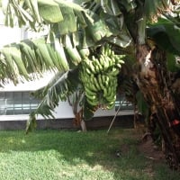 Banana tree